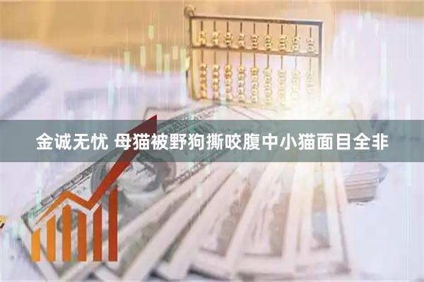 金诚无忧 母猫被野狗撕咬腹中小猫面目全非